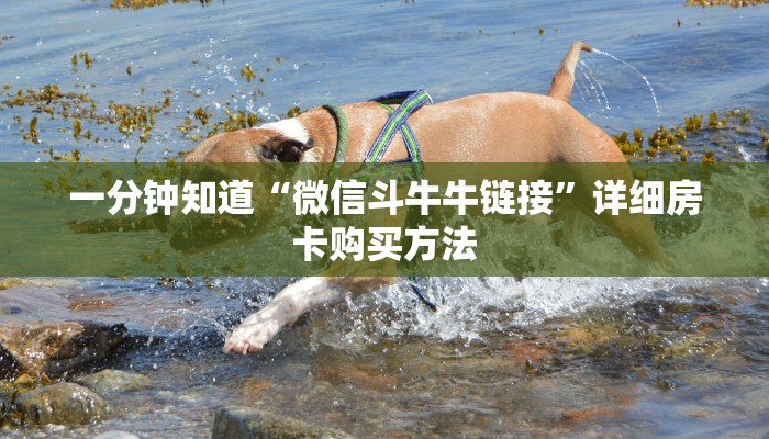 一分钟知道“微信斗牛牛链接”详细房卡购买方法