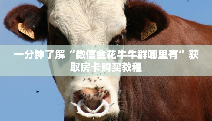 玩家必看“金牛座房卡怎么弄”获取房卡购买教程