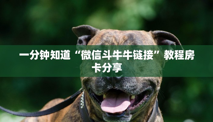 一分钟知道“微信斗牛牛链接”教程房卡分享