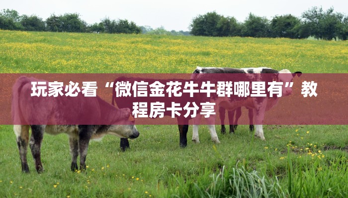 玩家必看“微信金花牛牛群哪里有”教程房卡分享 玩家必看“微信金花牛牛群哪里有”教程房卡分享