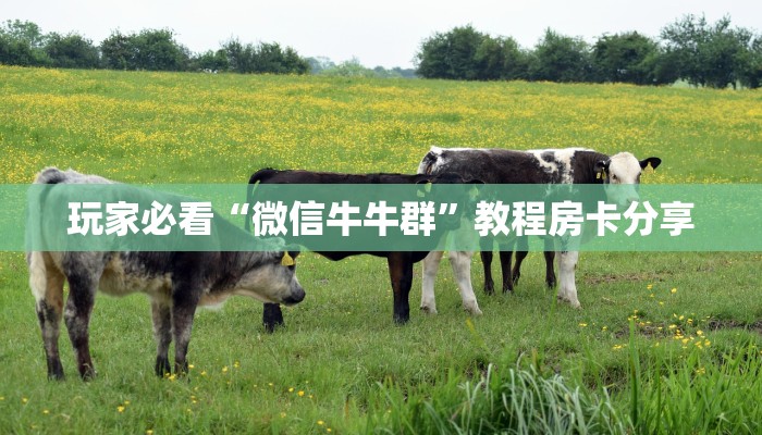玩家必看“微信牛牛群”教程房卡分享