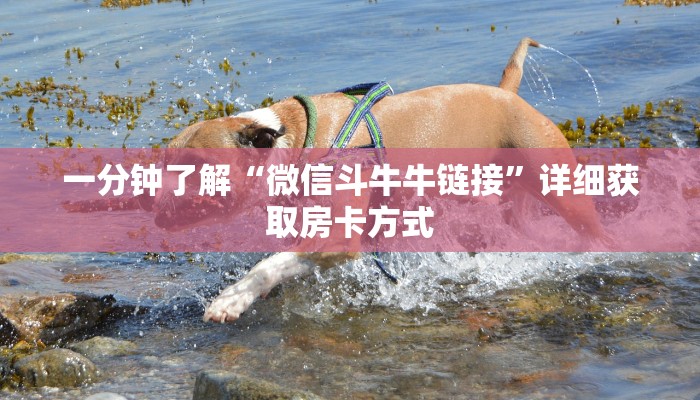 一分钟了解“微信斗牛牛链接”详细获取房卡方式